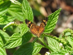 Anthanassa frisia