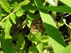 Anthanassa frisia