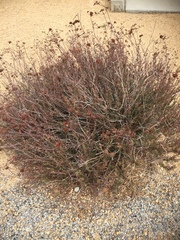Lycium andersonii