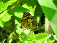 Anthanassa frisia