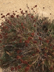 Magnoliopsida