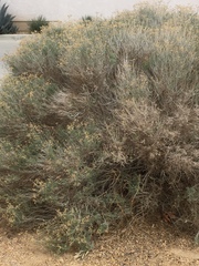 Magnoliopsida