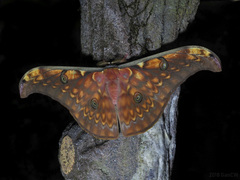 Antheraea larissa
