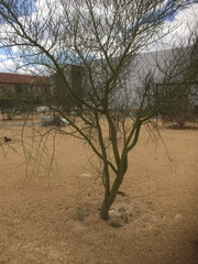 Magnoliopsida