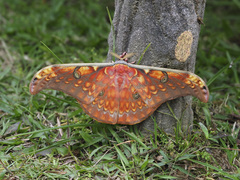 Antheraea larissa