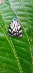 Cyclosia latipennis