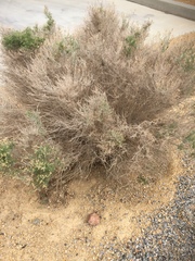 Magnoliopsida