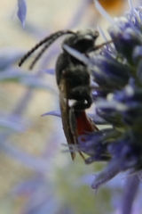 Sphecodes albilabris