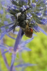 Sphecodes albilabris