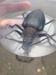 Ctenoscelis acanthopus