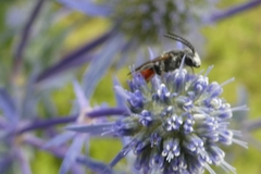 Sphecodes albilabris