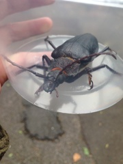 Ctenoscelis acanthopus