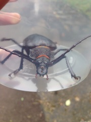 Ctenoscelis acanthopus