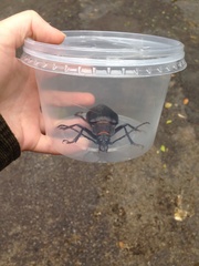 Ctenoscelis acanthopus