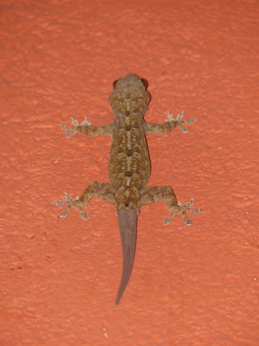 Hemidactylus platycephalus