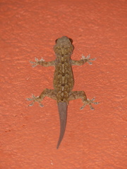 Hemidactylus platycephalus