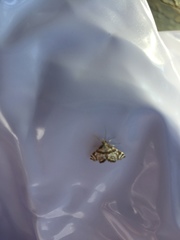 Petrophila canadensis