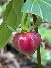 Trillium cernuum