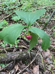 Trillium cernuum