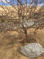 Chilopsis linearis