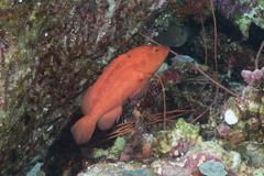 Cephalopholis spiloparaea