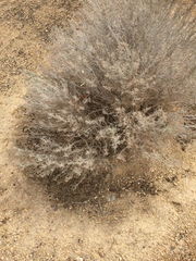 Chilopsis linearis