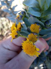 Euryops lateriflorus