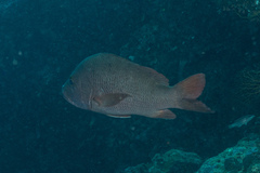 Lutjanus argentimaculatus
