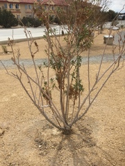 Chilopsis linearis