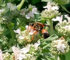 Sphex ichneumoneus