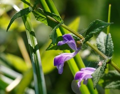 Scutellaria yezoensis