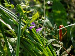 Scutellaria yezoensis