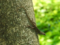 Anolis sagrei