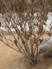 Baccharis sarothroides