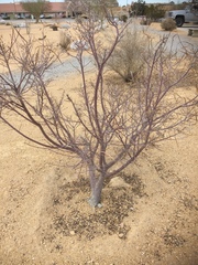 Baccharis sarothroides