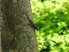 Anolis sagrei