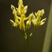 Ehrendorferia chrysantha - Photo (c) randomtruth, algunos derechos reservados (CC BY-NC-SA)