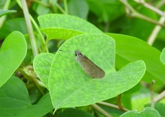Cymaenes tripunctus