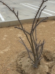 Fouquieria splendens