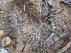 Pelargonium luteolum