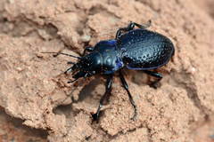 Carabus cicatricosus