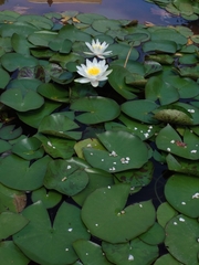 Nymphaea