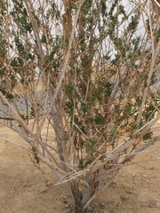 Fouquieria splendens