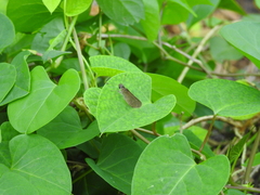 Cymaenes tripunctus