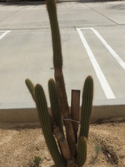 Fouquieria splendens