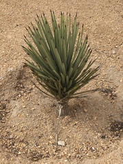 Fouquieria splendens