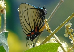 Atlides polybe