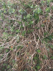 Angiospermae