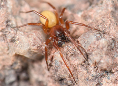 Septentrinna bicalcarata