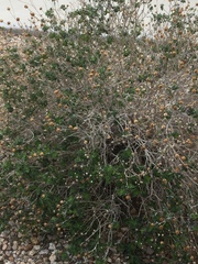 Angiospermae